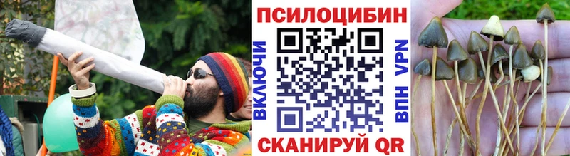 хочу наркоту  Тулун  Галлюциногенные грибы Cubensis 