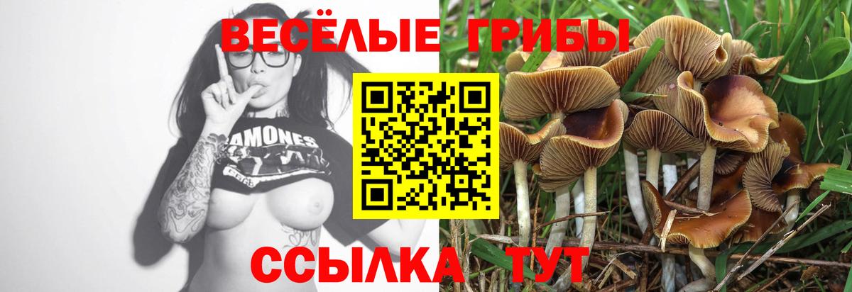 Галлюциногенные грибы Psilocybe  Галлюциногенные грибы мицелий  Тулун 